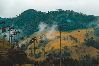 Out of Focus | Curious about Colombia