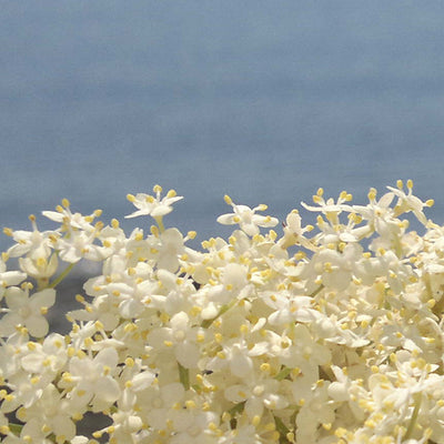 Plates: Elderflower Spritz